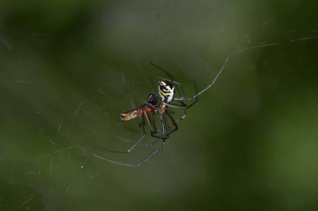 Linyphiidae ? S,  Neriene radiata - Oasi  di Alviano (TR)